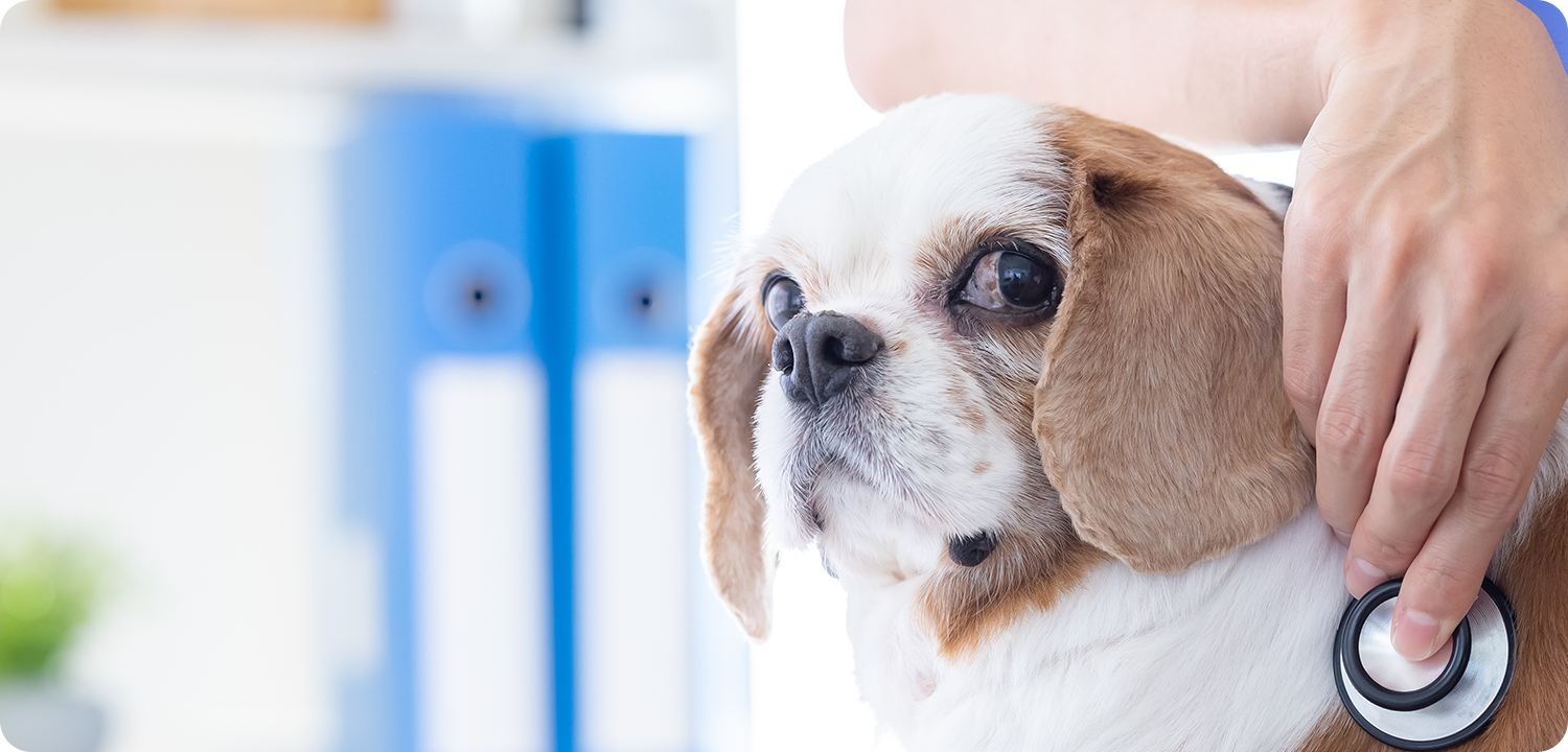 大津市の動物たちの一次診療を行うかかりつけのホームドクターとして診療を行っております。